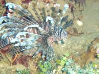 Lion Fish 